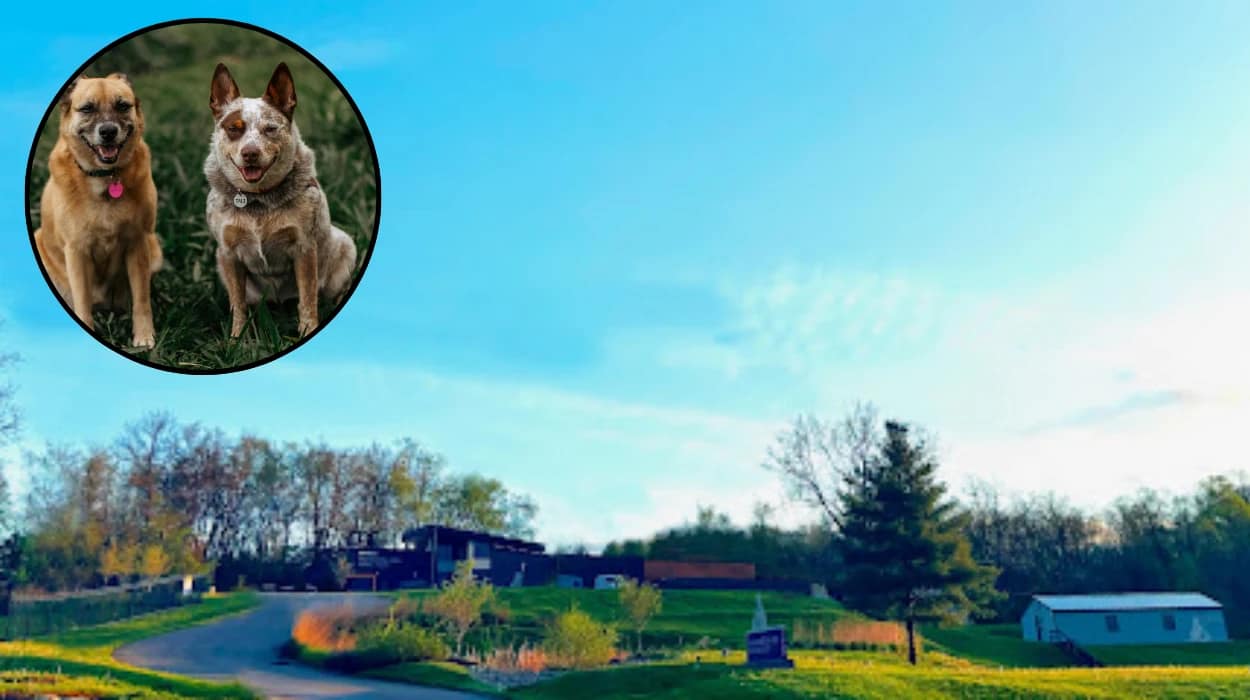 Dogs tied to Washington Humane Society sparks probe 2026