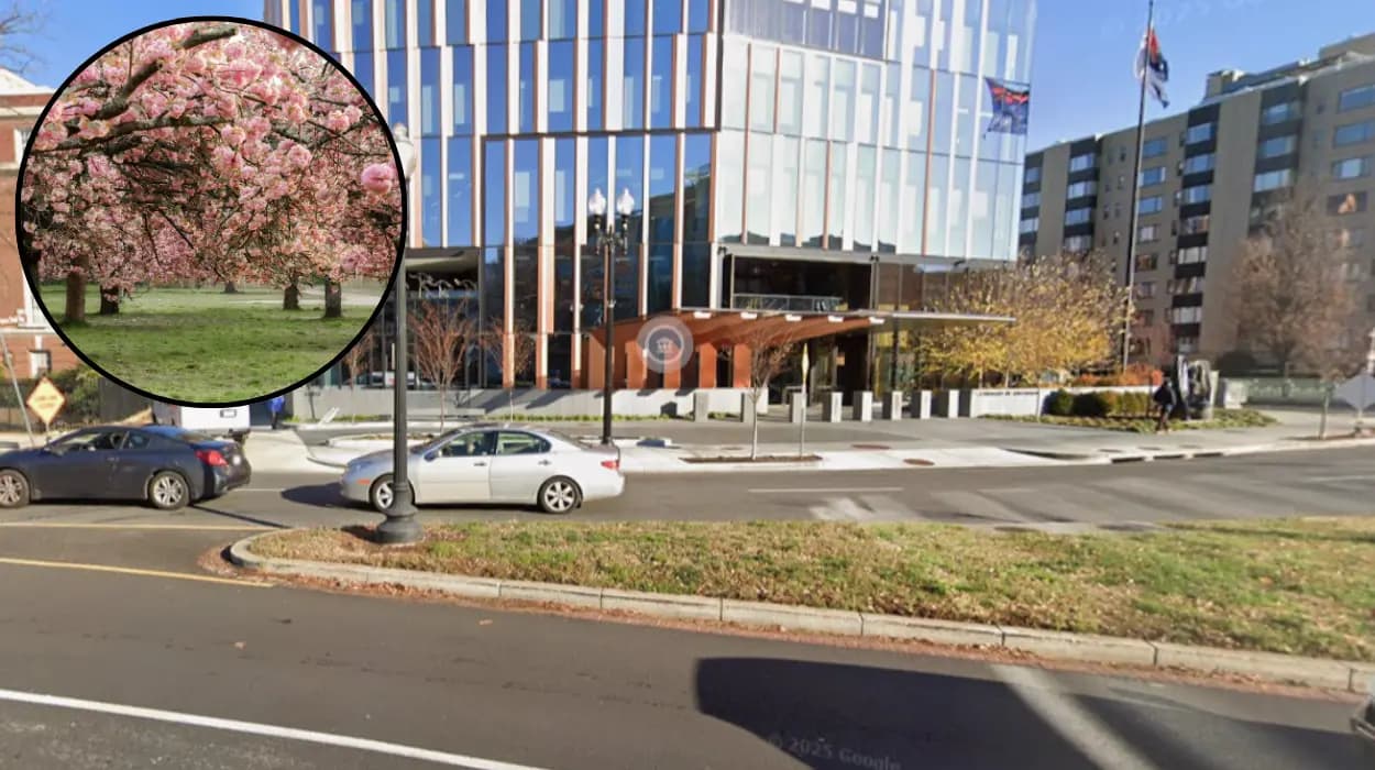 Extreme winter hits Washington D.C. cherry bloom in 2026